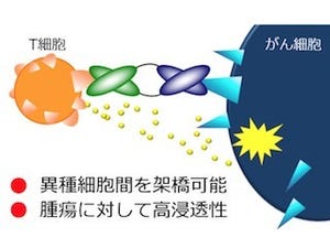 東北大、がん治療に有望な組換え抗体分子の効率的スクリーニング手法を開発