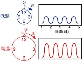 理研、体内時計が温度に影響されないメカニズムに関する新たな仮説を提唱