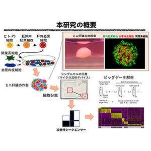 横市大、ヒトiPS細胞からミニ肝臓への形成過程の多細胞間相互作用を解析