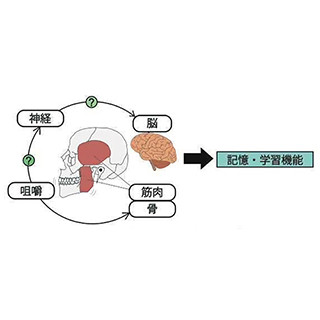 医科歯科大ら、咀嚼刺激の低下が記憶・学習機能を障害するメカニズム解明