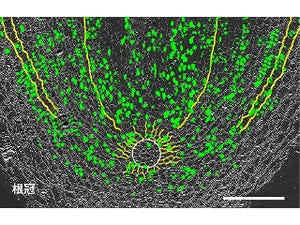 シダ植物と種子植物の「根」、実は別の器官だった