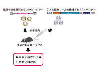 自治医科大、血友病Bマウスのゲノム編集による治療に成功