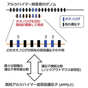 東北大、オオノログを用いてアルツハイマー病の原因遺伝子を推定