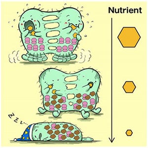 東大、細胞が休眠状態に入るメカニズムを理論生物学的に解明