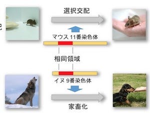 遺伝研、「家畜動物が人に懐く理由」を解明