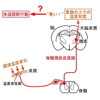 名古屋大、体温調節の行動には温度を「感じる」必要がないことを発見