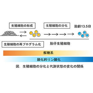 不妊や先天性異常の原因解明に期待-生殖細胞の細胞内代謝の特徴と役割判明