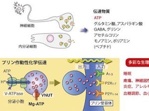 東北大学ら、骨粗鬆症治療薬クロドロン酸が慢性疼痛に効く仕組みを解明