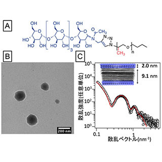 京大、物質透過性を持つ糖鎖高分子ベシクルを開発 - 医療応用の可能性