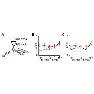 理研、ハエ実験で匂いの検出と濃度の弁別に優れた細胞タイプを発見