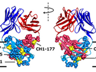 高機能抗体のデザイン技術、抗体医薬の開発に貢献 - 理研