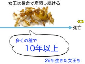 女王アリはなぜ10年も精子を貯蔵できるのか - 鍵となる遺伝子を発見