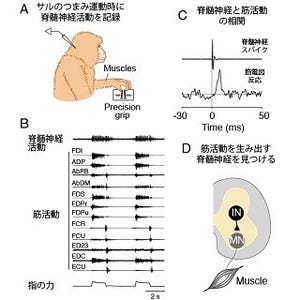 手指の多彩な運動を実現する神経メカニズム「筋シナジー説」の神経基盤解明