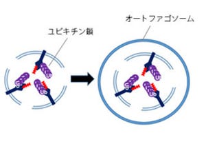 損傷リソソームをオートファジーが除去 - トリガーは糖鎖の露出