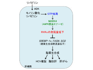 脂肪肝および肝がんの予防薬として期待 - リバビリンが脂質生合成を抑制