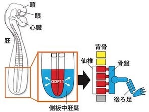 名大、ヘビの胴が長くなる仕組みを解明 - たった1つの遺伝子が影響