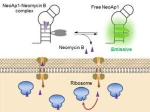 その場で菌の増殖を検出できる化学システムを構築 - 東大