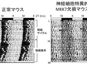 医科歯科大、概日リズムや運動を制御する神経細胞内で働く遺伝子を同定