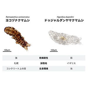 ドゥジャルダンヤマクマムシとヨコヅナクマムシのゲノムを比較解析 - 慶大