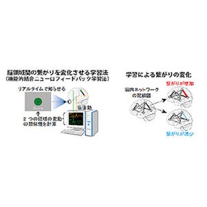 脳の配線を望ましい方向に変更し、認知機能を変化させる技術 - ATR