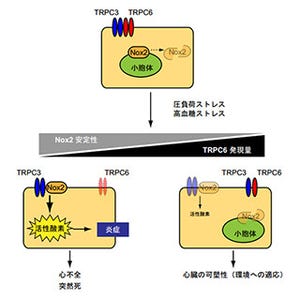 高血糖時のTRPC6発現増加が心不全発症リスク軽減-糖尿病性心不全予防に期待