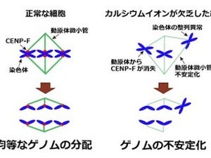 産総研、カルシウムイオンの欠乏が染色体異常を引き起こす原因を解明