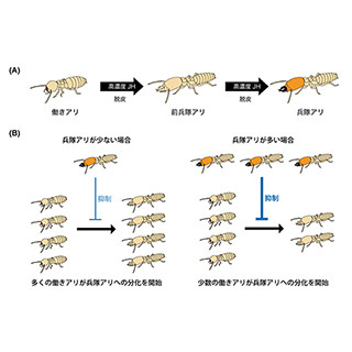 京大、シロアリの兵隊アリへの分化を抑制するフェロモンを特定