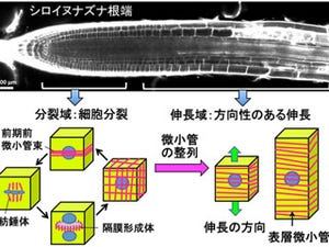 植物細胞はなぜ真っ直ぐに伸びるのか? - 岡山大が仕組みを解明