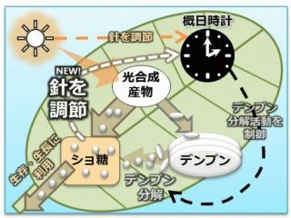 植物は光合成だけでなく、体内時計の調節にも光を使用する - 九州大