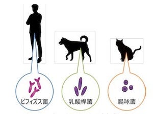 東大、ネコの加齢に伴う腸内細菌叢の老化を発見- ネコの善玉菌は腸球菌