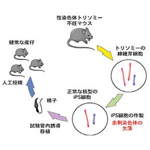 京大、性染色体トリソミーを有する不妊マウスから産仔の作成に成功