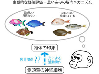 思い込みはどうして起こるのか? - 順天堂大が脳内機構を解明