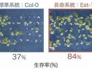 理研、プライミング処理後の種子寿命を減少させる場合がある原因を解明