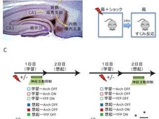 理研、記憶を思い出す神経回路を発見- 海馬の2つの局所回路が役割を分担