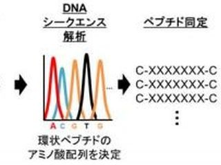 注射でしか用いられなかった高分子バイオ医薬品が、飲み薬に - 熊大