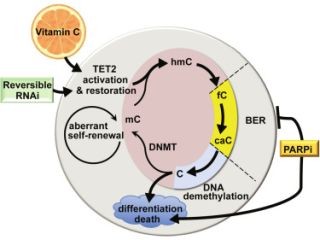 ビタミンCに白血病治療効果がある可能性 - ニューヨーク大学医学部