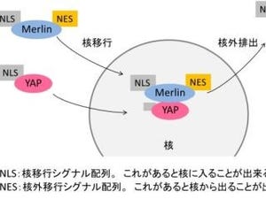 臓器や器官はなぜ決まった同じ形になるのか、メカニズムを解明 - 横浜市大