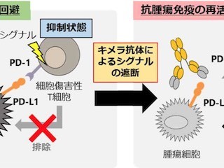 北大など、イヌのがん治療に有効な免疫チェックポイント阻害薬を開発