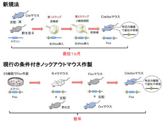 最短1か月でノックアウトマウスを作製する技術を開発 - 群馬大