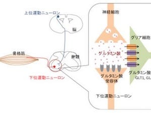 医歯科大、グリア細胞の異常がALに似た症状を誘発するメカニズムを解明