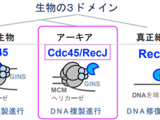 極限環境生物「アーキア」のDNA複製に関わる重要因子の機能解明 - 九大