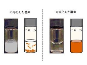 動植物由来の有用酵素の実用化に道-富山県立大が効率的な酵素生産法を発見