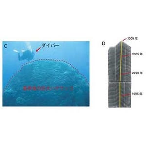 海の酸性化に、サンゴはやはり耐え切れないかもしれない