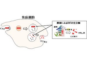 産総研、スーパーグロース単層CNTが生分解されることを確認