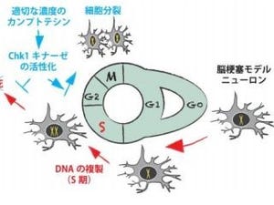 脳再生医療への展開に期待 - 増えないニューロンの細胞分裂に成功