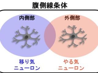 「気が散る」のは必要なことだった-慶大、柔軟な行動を取る脳の仕組み発見