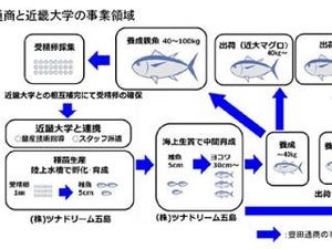 近大と豊田通商、「近大マグロ」などを海外へ輸出