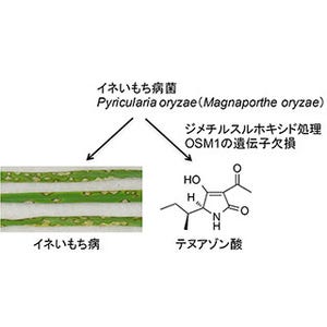 理研、かび毒テヌアゾン酸の生産制御機構を解明