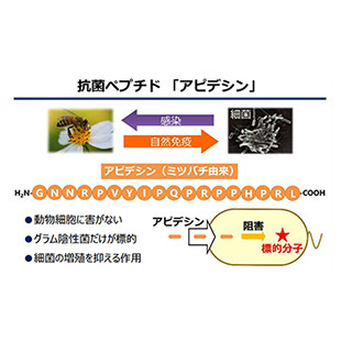 北大、ミツバチ由来抗菌ペプチド「アピデシン」の標的分子を解明