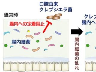 口には腸管に定着すると免疫を活性化する菌が存在する - 早大と慶大